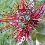 Purpureostemon ciliatus Flor