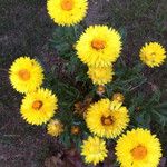 Xerochrysum bracteatum عادت