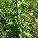 Echium italicum Leaf