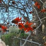 Erythrina lysistemon Blomma