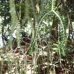 Huperzia ophioglossoides Hoja