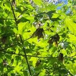 Acer tataricum Frunză