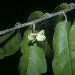 Casearia bicolor Frucht