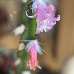 Lepismium cruciforme Otro