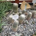 Mammillaria albilanata Кара