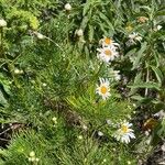 Argyranthemum foeniculaceum Blomst