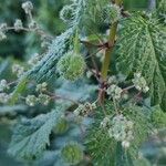 Urtica piluliferaFlower