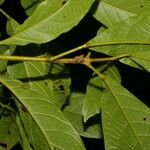 Sloanea guianensis Liść