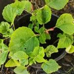 Salvia splendensFulla