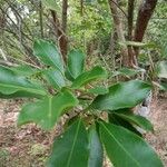 Salacia chinensis Hostoa