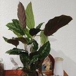 Goeppertia undulata 葉