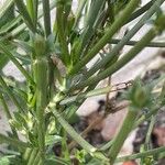 Cichorium endivia Bark