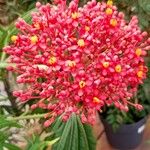 Jatropha multifida പുഷ്പം