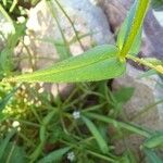 Cerastium dubium Leaf