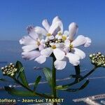 Iberis gibraltarica Çiçek