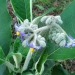 Solanum mauritianum പുഷ്പം