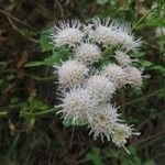 Ageratina glechonophylla Λουλούδι