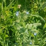 Anchusa arvensisBlomst