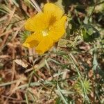 Abutilon mauritianum 花