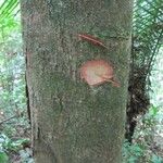 Protium apiculatum Diğer
