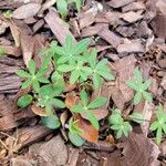 Lupinus perennis Hoja