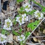 Valeriana coronata Blomst