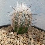 Oreocereus trollii Yaprak