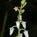 Leucothoe davisiae Fiore