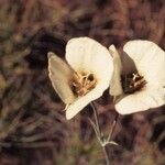 Calochortus howellii Flower