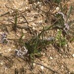 Valerianella coronata Folla