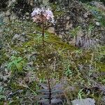 Epidendrum arachnoglossum Habit