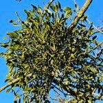Viscum album Plante entière
