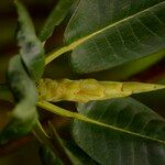 Rhododendron lacteum Rinde