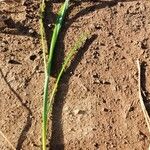 Eragrostis superba Leaf