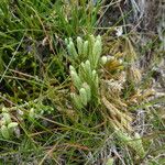 Diphasiastrum alpinum Likasa