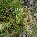 Lycopodium alpinum পাতা