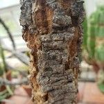 Cussonia paniculata 樹皮