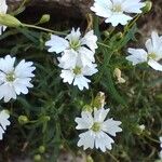 Heliosperma pusillum Flower