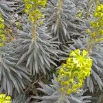 Euphorbia characias Συνήθη χαρακτηριστικά