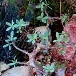 Tylecodon paniculatus Habitat