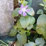 Vinca major Habit