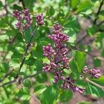 Syringa josikaea Flower