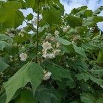 Dombeya burgessiae Цвят