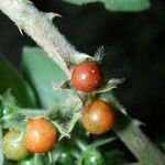 Solanum jamaicense Frutto