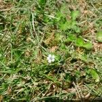 Geranium pusillumFlower