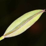 Calochortus uniflorus 果實