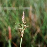 Carex pulicaris 果