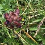 Prunella grandiflora Flower