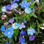 Glandora prostrata 花