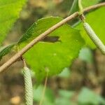 Corylus americana Fruit